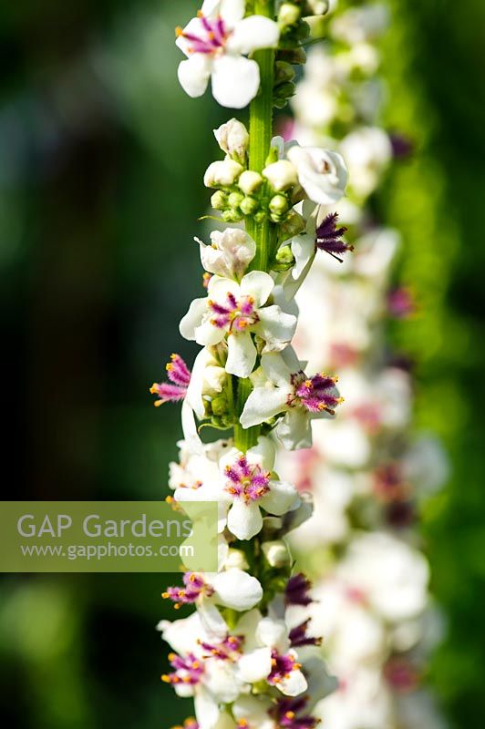 Verbascum chaixii 'Album '. Felley Priory, Underwood, Notts, Royaume-Uni