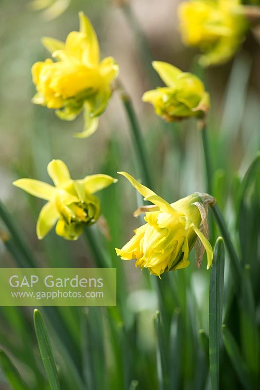 Narcissus obvallaris 'Thomas Virescent' - Jonquille Derwydd. Jardin Botanique National du Pays de Galles, Llanarthne, Pays de Galles