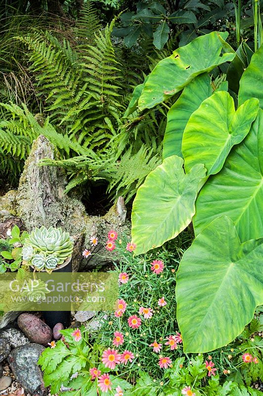 Des pots d'échéverias disposés autour d'une souche de bois à côté des grandes feuilles en forme de cœur de Colocasia esculenta et de fougères.