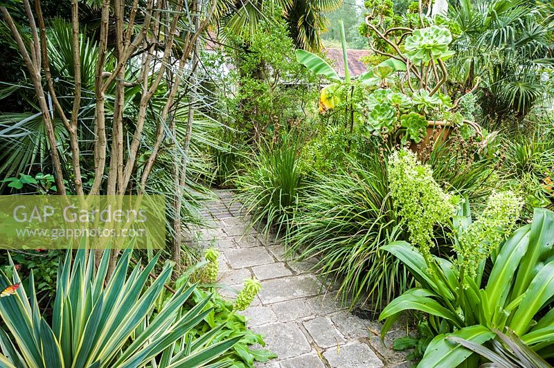 Un chemin longeant la maison est encadré par une riche tapisserie de plantes d'apparence tendre et exotique, y compris les aeoniums, les eucomis, les yuccas panachés, Pseudopanax crassifolius et les bananes.