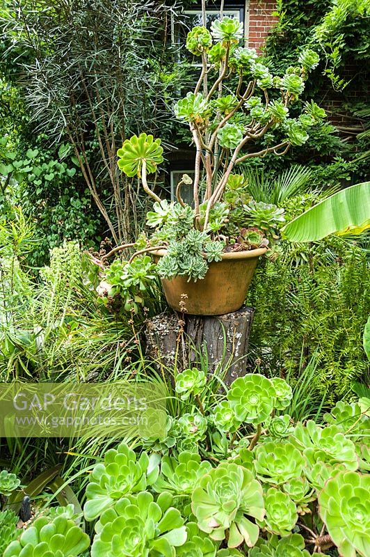 Un pot d'aeoniums se trouve sur un socle en bois entouré de plus de succulentes, de bananes, d'eucomis et de Pseudopanax crassifolius.