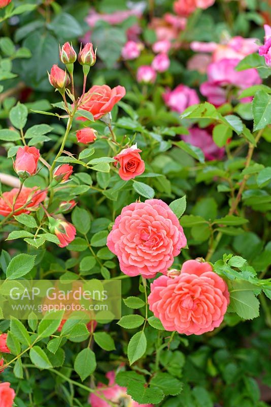 Rosa 'Lady Penelope', introduite par Bransford Garden Plants en 1998