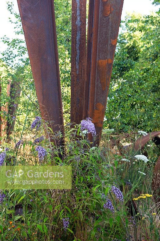 Buddleja davidii auto-ensemencé à côté d'une structure en acier rouillé - Brownfield Metamorphosis, RHS Hampton Court Palace Flower Show 2017