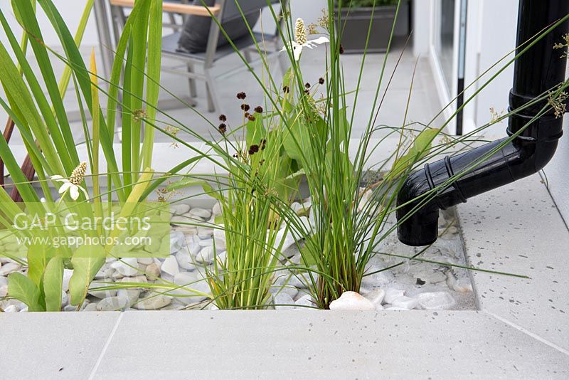 Eaux usées s'écoulant dans un parterre de fleurs avec des plantes aquatiques, y compris Anemopsis californica - The Urban Rain Garden, RHS Hampton Court Palace Flower Show 2017