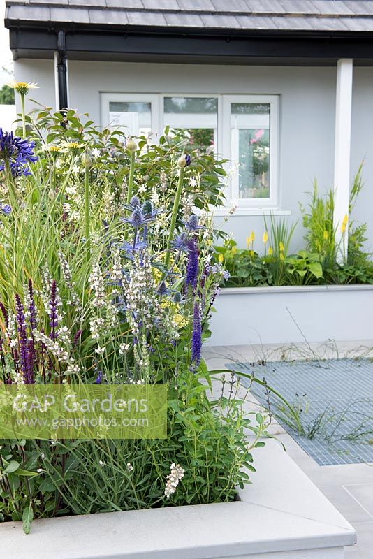Parterre de fleurs surélevé avec Eryngium 'Big Blue', Lavandula 'Edelweiss', Salvia 'Caridonna' et Agapanthus 'Navy Blue' - The Urban Rain Garden, RHS Hampton Court Palace Flower Show 2017