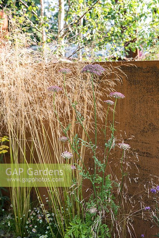 Dauca carota 'Dara' avec Deschampsia cespitosa 'Garnet Schist' - Brownfield Metamorphosis, RHS Hampton Court Palace Flower Show 2017