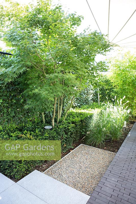 Petit jardin de ville. Bloc Taxus, Acer, Penisetum, voile de soleil