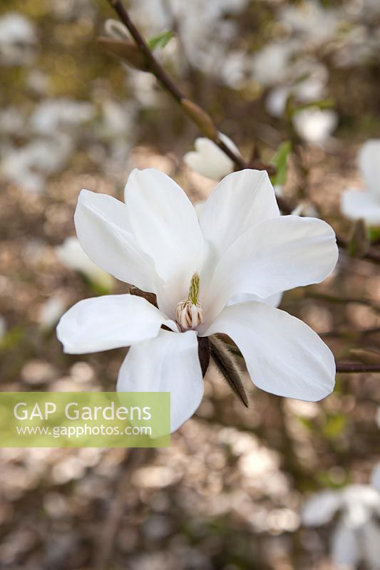 Magnolia kobus var. borealis - avril, Jodrell Bank Arboretum, Cheshire