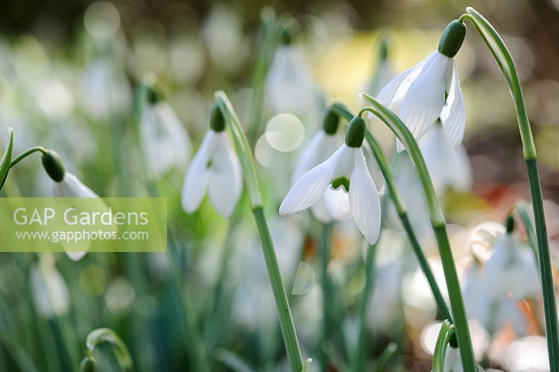 Galanthus 'Bess'