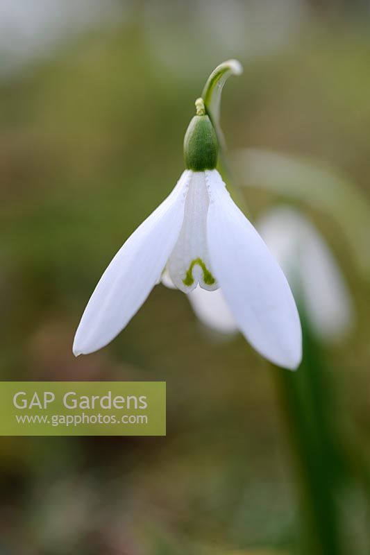 Galanthus nivalis 'Abbaye d'Anglesey'