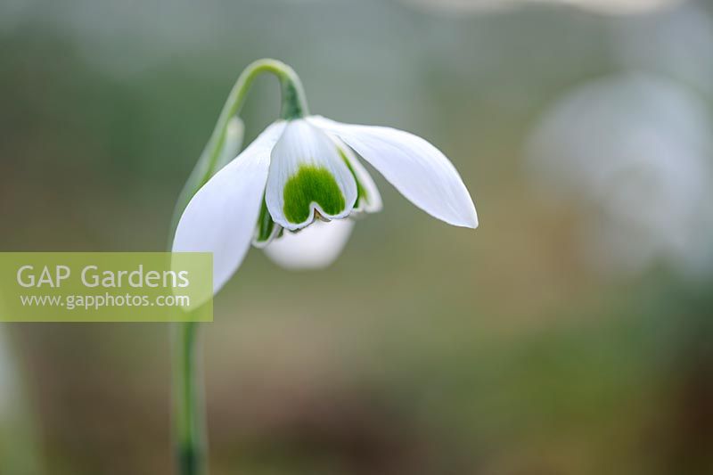 Galanthus 'Jacquenetta'