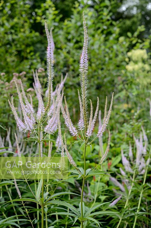 Veronicastrum virginicum 'Lavendelturm'