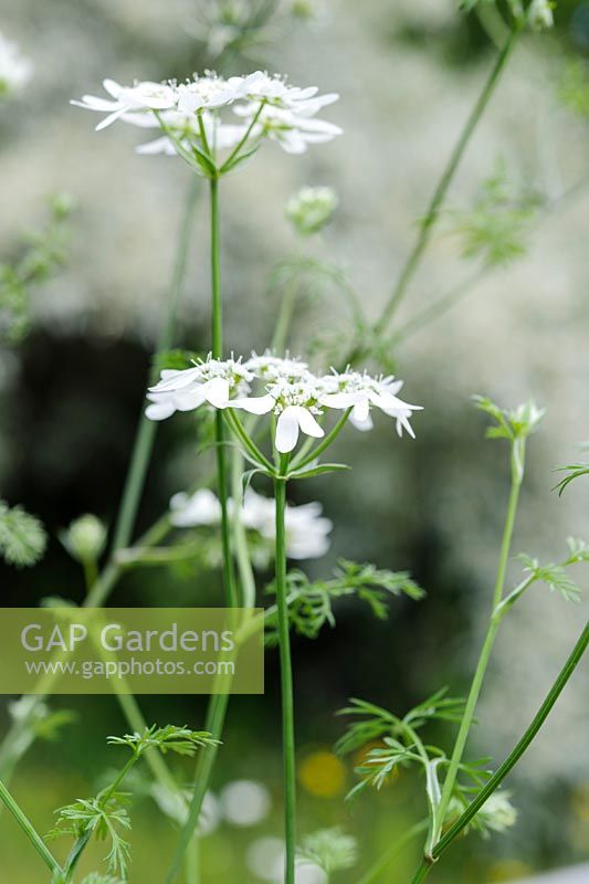 Orlaya grandiflora - Fleur en dentelle blanche