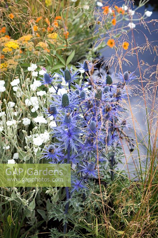 Hampton Court Flower Show, 2017. Jardin 'Watch this Space', des. Andy Sturgeon. Eryngium x zabellii 'Big Blue' et herbes à côté de l'étang