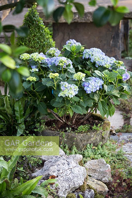 Hampton Court Flower Show, 2017. Le jardin secret de Pazo, des. Rose McMonigall. Hortensia bleu en pot dans un jardin ombragé.