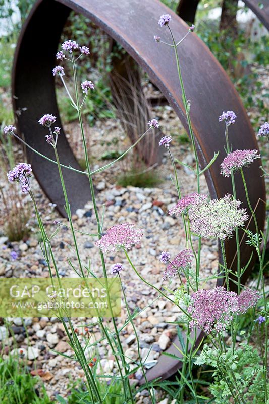 Exposition florale de Hampton Court, 2017. Jardin de métamorphose de friches industrielles. Daucus carota et Verbena bonariense dans le jardin de gravier