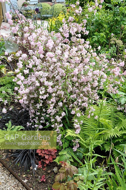 Deutzia x elegantissima 'Rosealind' avec Ophiopogon planiscapus 'Nigrescens' et Fern - Jardin de Maggy, Centre-Val de Loire, France
