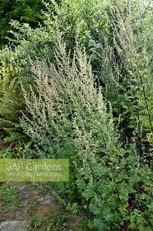 Artemisia vulgaris - Armoise ou absinthe commune