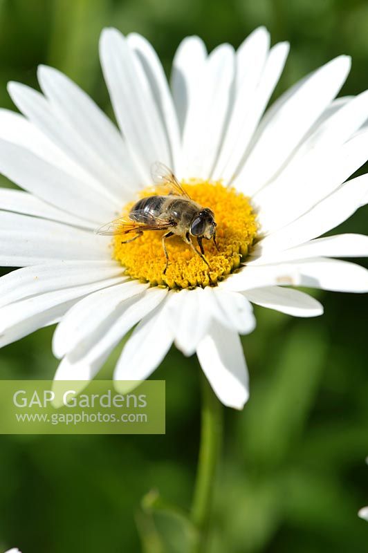 Apis mellifera - abeille mellifère récoltant le pollen de la marguerite aux yeux rouges