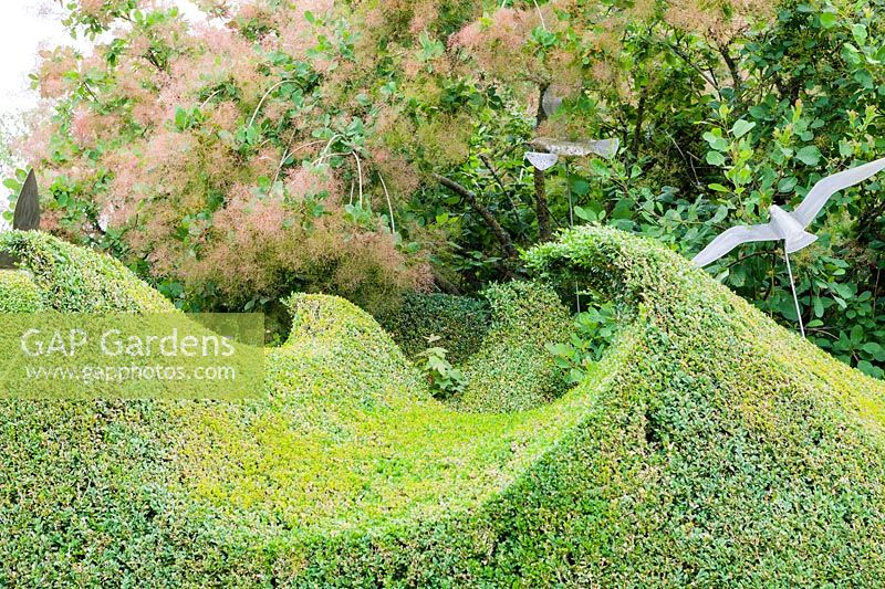 Haie topiaire en forme de vague en Buxus sempervirens conçue par le jardinier en chef Andrew Woolley. Mouettes par Diane MacleanFarleigh House, Farleigh Wallop, Hampshire. Juin. Designer Georgina Langton.