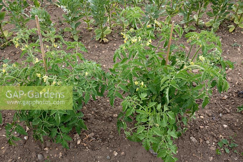 Rangée de tomates 'Costoluto Fiorentino'