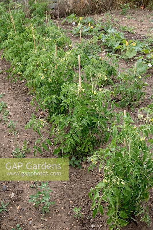 Rangée de tomate 'Costoluto Fiorentino',