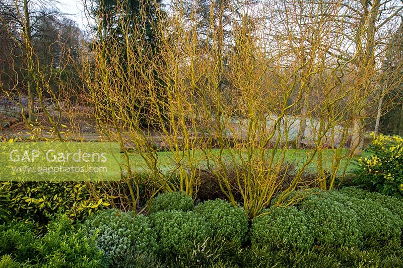 Salix babylonica var. pekinensis tortuosa et Hebe pinguifolia 'Sutherlandii '. RHS Garden Harlow Carr