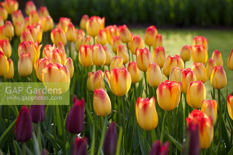 Tulipa 'Suncatcher' avec 'Merlot'