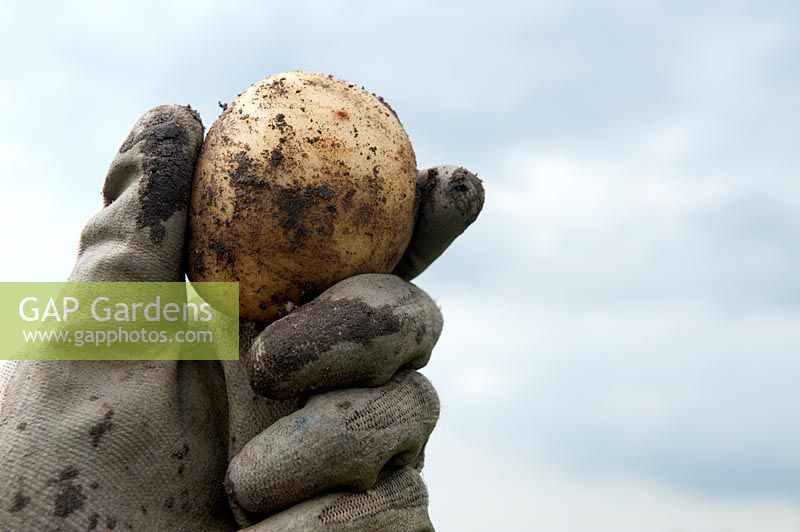 'Frieslander 'pommes de terre en cours de récolte.