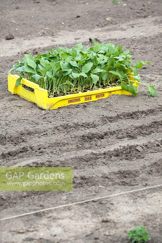 Jeunes plants prêts à être plantés