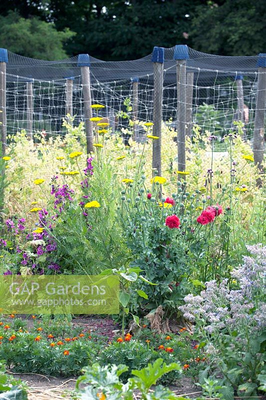 Vue d'ensemble jardin avec haricots, fleurs de courgettes et fleurs sauvages.