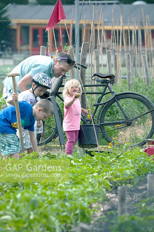Enfants avec papa récolte des pommes de terre.