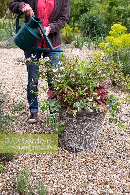 Arrosage pot en pierre fraîchement planté avec Ivy, Deutzia Lemoinei et Heuchera 'Boysenberry'