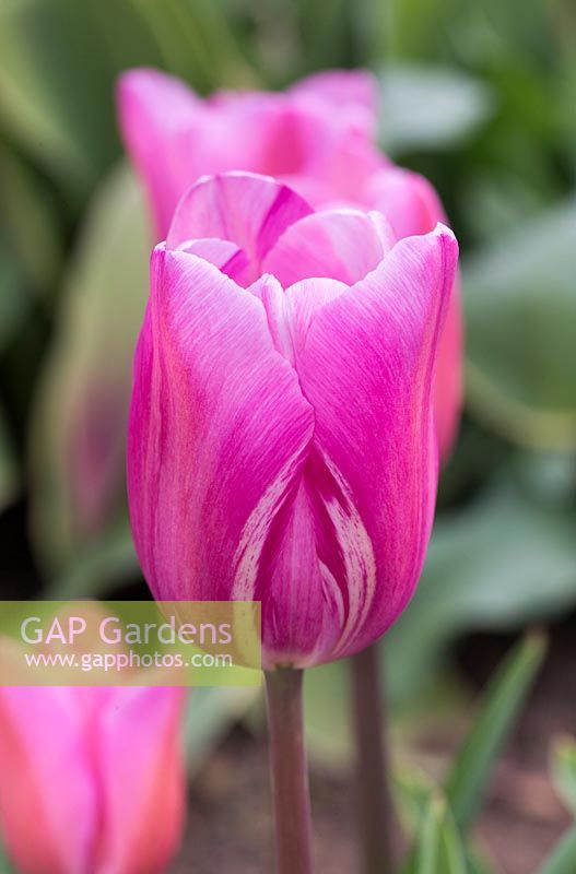 Tulipa 'Maîtresse' avec virus