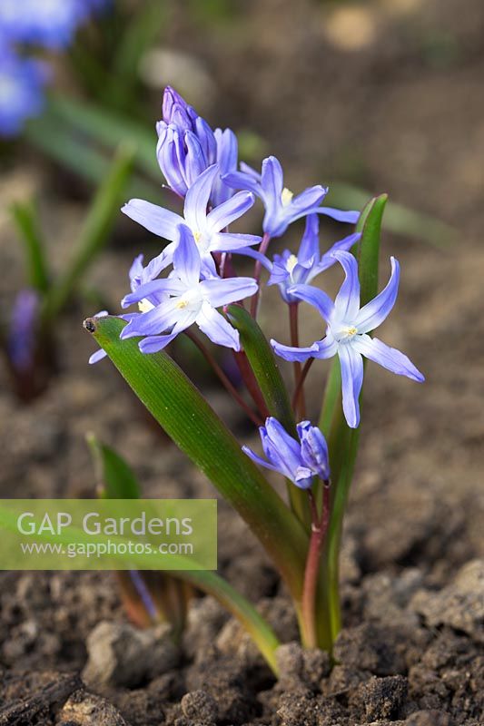 Chionodoxa forbesii