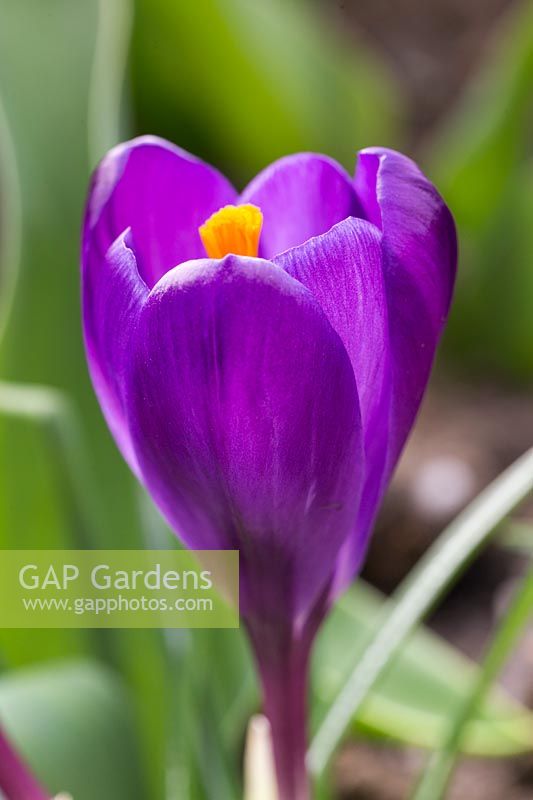 Crocus 'Flower Record'