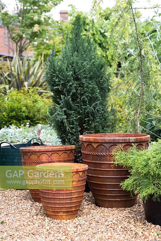 Ingrédients pour trio de conifères en pots rouillés avec Cedrus deodara 'Aurea', Juniperus x pfitzeriana 'Old Gold' et Chamaecyparis lawsoniana 'Ellwoodii'