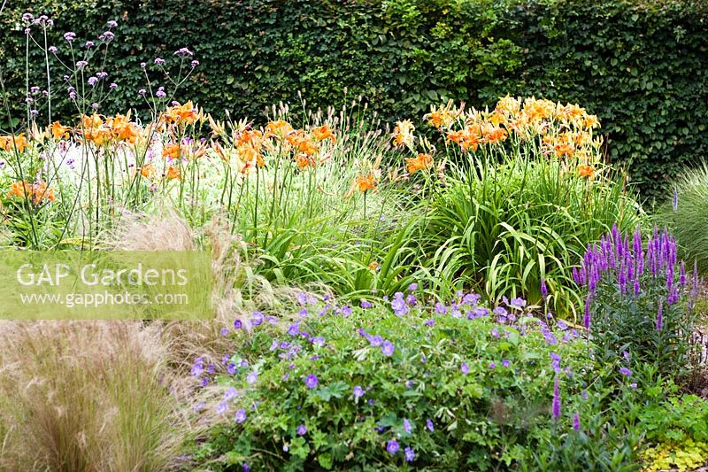 Les plates-bandes Wiggly. Hemerocallis fulva, Géranium 'Rozanne', Stipa tenuissima, Verbena bonariensis, Veronica spicata 'Royal Candles '. Hill House, Glascoed, Monmouthshire, Pays de Galles.