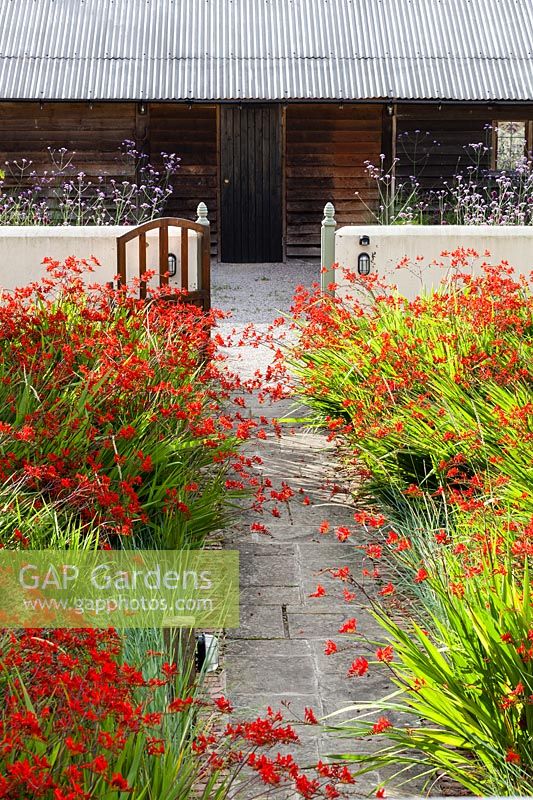 Le jardin de la ferme. Crocosmia 'Lucifer', Leymus arenarius. Vue sur les parterres noirs avec Verbena bonariensis. Hill House, Glascoed, Monmouthshire, Pays de Galles.