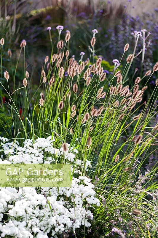 Parterre de fleurs près de Gazebo. Achillea ptarmica 'The Pearl Group', Pennisetum villosum. Hill House, Glascoed, Monmouthshire, Pays de Galles.