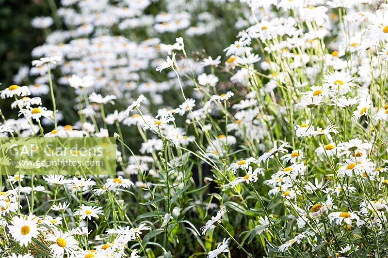 Leucanthemum x superbum dans les plates-bandes The Picket. Hill House, Glascoed, Monmouthshire, Pays de Galles.