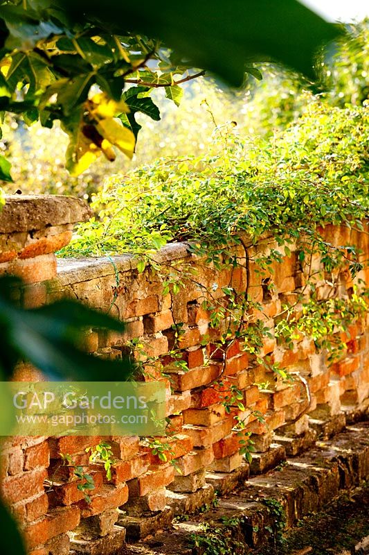 Rose 'Alberic Barbier' poussant sur le mur. Govone. Projet de jardin par Anna Regge. Piémont, Italie.