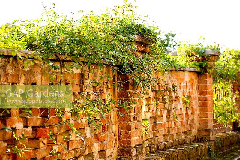Rose 'Alberic Barbier' poussant sur le mur. Govone. Projet de jardin par Anna Regge. Piémont, Italie.