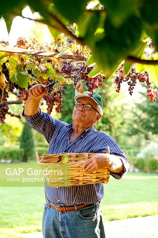 Homme, couper, raisins. Govone. Projet de jardin par Anna Regge. Piémont, Italie.