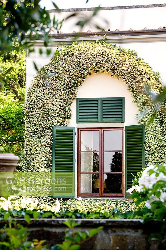 Rincospermum. Jardin de La Limonaia. Conçu par Arabella Lennox Boyd. Fiesole. Florence. Italie