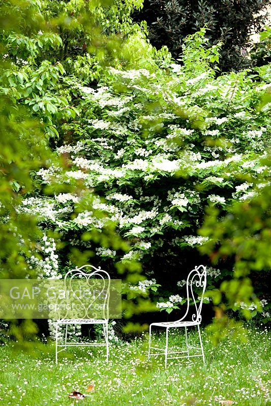 Viburnum plicatum 'Watanabe' et Spiraea alba. Jardin Villa Singer. Milan. Italie