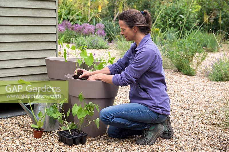 Femme plantant de la courgette 'Bambino' et du haricot nain 'Tendergreen' dans des pots