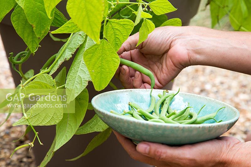 Récolte de haricots nains français 'Tendergreen'