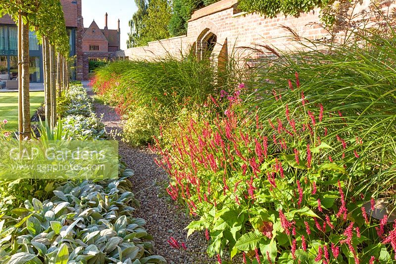 Parterres herbacés longs le long d'un vieux mur de jardin avec passerelle, conçu par Louise Harrison-Holland. Les plantes comprennent le Pyryle calleryana 'Chanticleer', les anémones japonaises, Stachys, Persicaria, Ophiopogon planiscapus 'Nigrescens' et Miscanthus sinensis 'Kleine Fontaine ''.