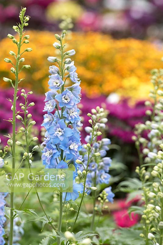 Delphinium 'Fontaines magiques bleu ciel avec abeille blanche' - Larkspur - Oxfordshire - juillet